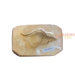 Forme gesso Conchiglia 79