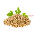 Semi di Coriandolo 1 Kg