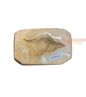 Forme gesso Conchiglia 79