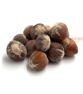 Nocciole in guscio tostate grammi 500